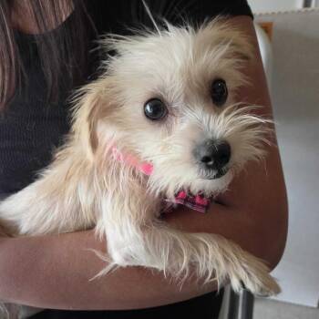 Aura -  Terrier and Mixed Breed Dog for Adoption in Pacifica, California - Aura | PetCurious