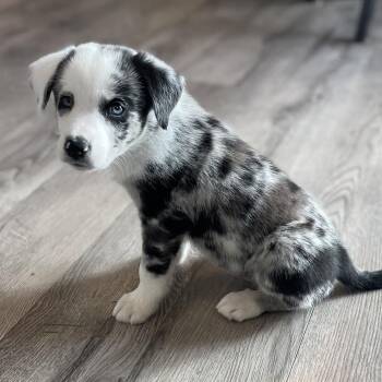 Border Collie Dogs Available for Adoption in La Grange, Kentucky - WAFFLE | PetCurious