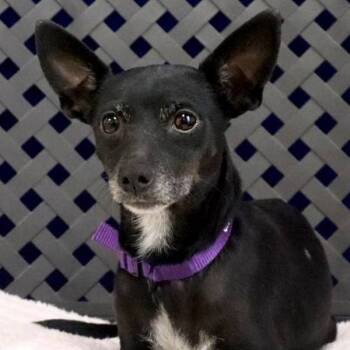 Rescue Chihuahua Dogs for Adoption in Fort Davis, Texas - Grackle | PetCurious