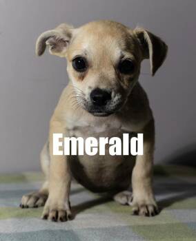 Emerald -  Chihuahua and Terrier Dog for Adoption in Irwin, Pennsylvania - Emerald | PetCurious