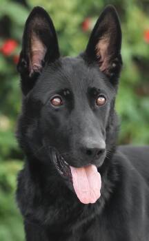 Rylee von Reinsfeld -  German Shepherd Dog Dog for Adoption in Los Angeles, California - Rylee Von Reinsfeld | PetCurious