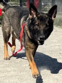King -  Mixed Breed Dog for Adoption in Fairfax, Virginia - King | PetCurious