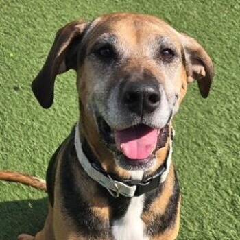 Hound Dogs Available for Adoption - Oakie | PetCurious