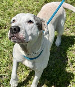 American Bulldog Dogs Available for Adoption in Fort Lauderdale, Florida - ARIEL | PetCurious