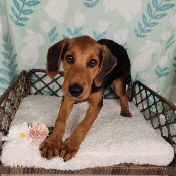 Krunch -  Black And Tan Coonhound Dog for Adoption in Fort Wayne, Indiana - Krunch | PetCurious