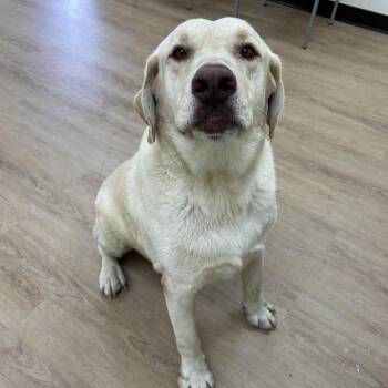 SVAS-Stray-38824 -  Yellow Labrador Retriever Dog for Adoption in Lyndhurst, Virginia - SVAS-Stray-38824 | PetCurious