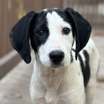 Coonhound Dogs Available for Adoption - Salt | PetCurious