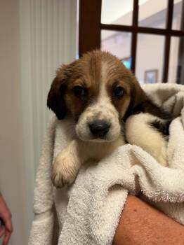Screamer - Halloween Litter -  Anatolian Shepherd and Hound Dog for Adoption in Holly Springs, North Carolina - Screamer - Halloween Litter | PetCurious