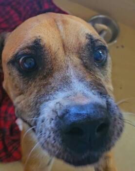 Rescue Mixed Breed Dogs for Adoption in Port St. Joe, Florida - Agatha | PetCurious