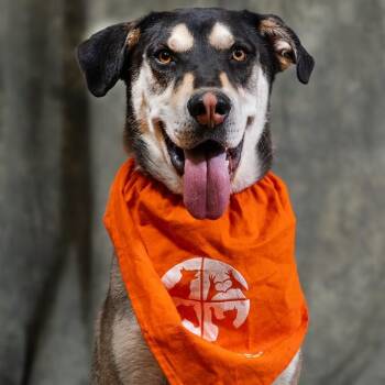 SKUNK -  Husky and Mixed Breed Dog for Adoption in Albuquerque, New Mexico - SKUNK | PetCurious