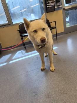Husky Dogs Available for Adoption in San Jose, California - KATARA | PetCurious