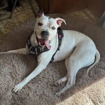 Caicos -  American Bulldog Dog for Adoption in Cornelius, North Carolina - Caicos | PetCurious