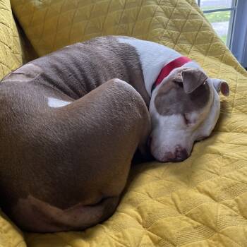 Rescue Mixed Breed Dogs for Adoption in Fairport, New York - Kova | PetCurious