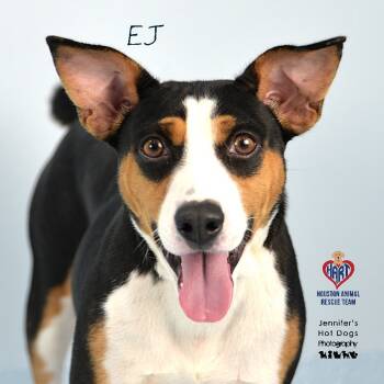 Rescue Basenji and Fox Terrier Dogs for Adoption - EJ | PetCurious