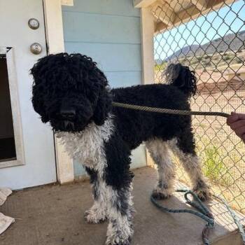 Standard Poodle Dogs Available for Adoption in Agua Dulce, California - Versace | PetCurious