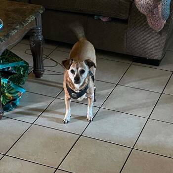 Harley OS NV -  Chihuahua and Mixed Breed Dog for Adoption in Las Vegas, Nevada - Harley OS NV | PetCurious