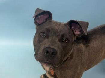 Sapphire -  Pit Bull Terrier and Mixed Breed Dog for Adoption in Woodbury, Minnesota - Sapphire | PetCurious