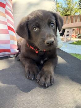 Dydasco -  German Shepherd Dog Dog for Adoption in Pleasant Hill, California - Dydasco | PetCurious