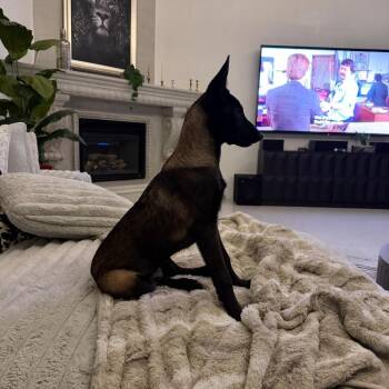 River -  Belgian Shepherd Malinois Dog for Adoption in Chandler, Arizona - River | PetCurious