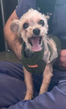 Rescue Yorkshire Terrier Dogs for Adoption in Chester, New Jersey - Jeter & Baby Girl- BONDED PAIR | PetCurious