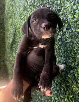 61262051 -  Pit Bull Terrier and Mixed Breed Dog for Adoption in El Paso, Texas - 61262051 | PetCurious