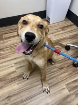 Koopa -  Mixed Breed Dog for Adoption in Raleigh, North Carolina - Koopa | PetCurious