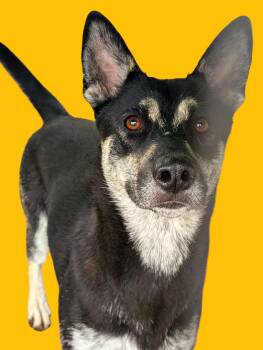 Rescue Shepherd and Siberian Husky Dogs for Adoption in Ventura, California - Mango | PetCurious