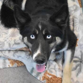 Siberian Husky Dogs Available for Adoption - Jules | PetCurious