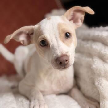 Lily -  Chihuahua Dog for Adoption in Allen, Texas - Lily | PetCurious