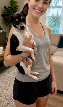 Pineapple -  Chihuahua Dog for Adoption in Tifton, Georgia - Pineapple | PetCurious