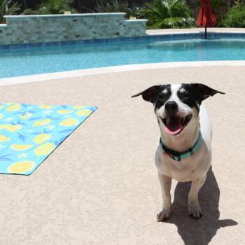 Outgoing and Cuddly Marshall -  Rat Terrier and Jack Russell Terrier Dog for Adoption in Corpus Christi, Texas - Outgoing And Cuddly Marshall | PetCurious