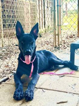 Nori -  German Shepherd Dog Dog for Adoption in Delray Beach, Florida - Nori | PetCurious