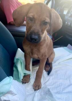 Clifford -  Black Mouth Cur Dog for Adoption in Silsbee, Texas - Clifford | PetCurious