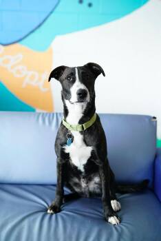 Border Collie and Labrador Retriever Dogs Available for Adoption - August | PetCurious