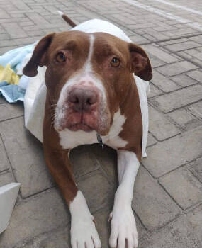 Rescue Staffordshire Bull Terrier Dogs for Adoption in Santa Monica, California - Nikki | PetCurious