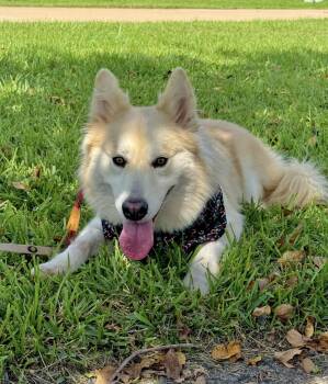 Yukon -  Husky Dog for Adoption in Houston, Texas - Yukon | PetCurious