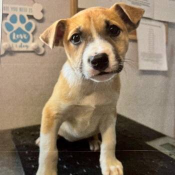 Marilyn -  Mixed Breed Dog for Adoption in Springboro, Ohio - Marilyn | PetCurious