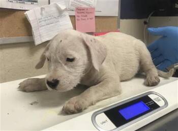 RIZZO -  Pit Bull Terrier and Mixed Breed Dog for Adoption in Conroe, Texas - RIZZO | PetCurious