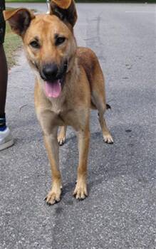 German Shepherd Dog and Mixed Breed Dogs Available for Adoption in St. Cloud, Florida - HETTY | PetCurious