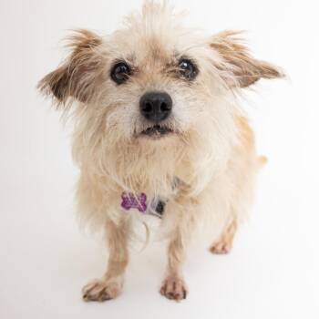 Country Glam 14439 -  Wire Fox Terrier and Border Terrier Dog for Adoption in San Francisco, California - Country Glam 14439 | PetCurious