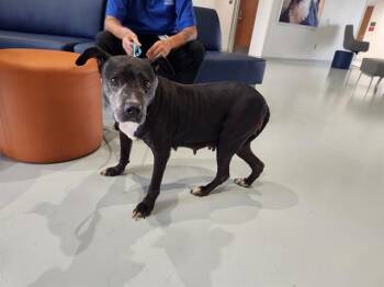 A386563 -  Pit Bull Terrier Dog for Adoption in Ocala, Florida - A386563 | PetCurious