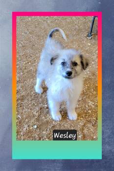 Great Pyrenees and Australian Shepherd Dogs Available for Adoption - Wesley | PetCurious