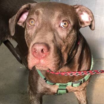 Smoky / Duke -  Labrador Retriever and Mixed Breed Dog for Adoption in Greenville, South Carolina - Smoky / Duke | PetCurious