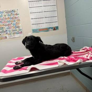 Standard Poodle and Mixed Breed Dogs Available for Adoption in Kansas City, Missouri - Spaghetti | PetCurious