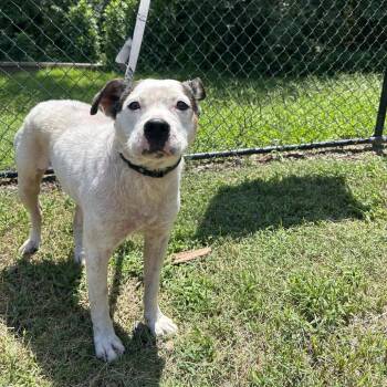 (Found) Candy -  Terrier and Mixed Breed Dog for Adoption in Cabot, Arkansas - (Found) Candy | PetCurious