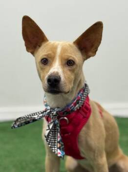 Zats-One of our Amazing Rescue Dogs -  Chihuahua and Basenji Dog for Adoption in Carlsbad, California - Zats-One Of Our Amazing Rescue Dogs | PetCurious