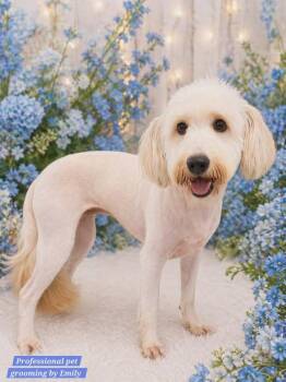 Goldendoodle Dogs Available for Adoption in Kiowa, Oklahoma - Scoobie  | PetCurious