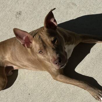 Roan -  Pit Bull Terrier Dog for Adoption in Columbia, South Carolina - Roan | PetCurious