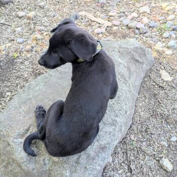 Mammoth -  Pointer and Mixed Breed Dog for Adoption in Rochester, Minnesota - Mammoth | PetCurious