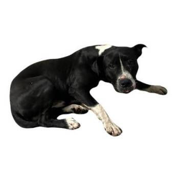 Sawyer -  Pit Bull Terrier Dog for Adoption in Red Bluff, California - Sawyer | PetCurious